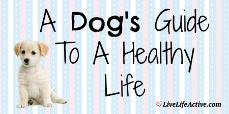 dogs guide to a healthy life