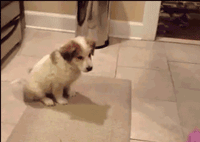 Funny Puppy Catch GIF