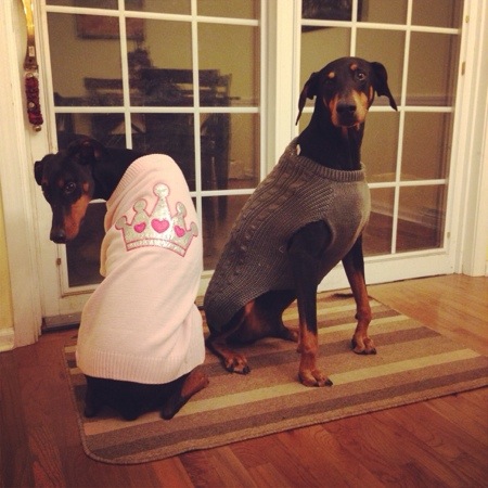 Dobermans in Clothes