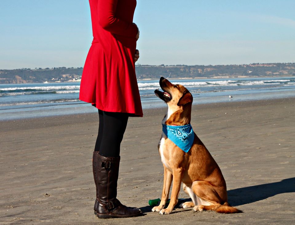 pregnancy announcement with dogs on beach boy - newest member of the pack