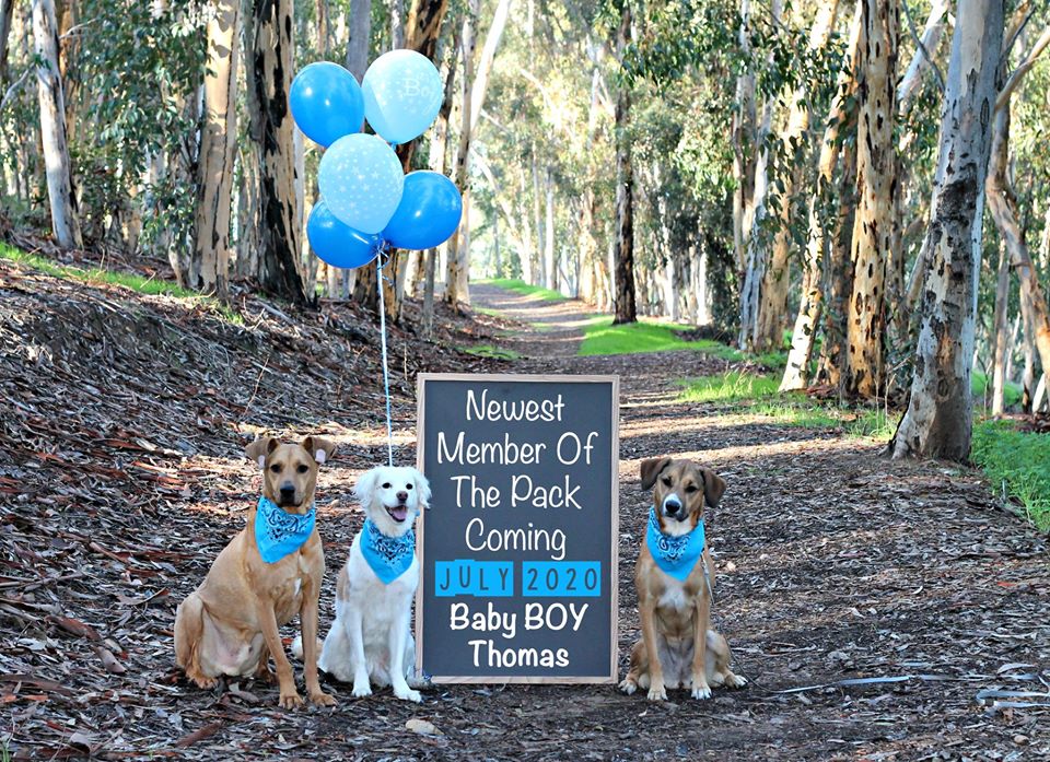 pregnancy announcement with dogs in woods on trail - boy - newest member of the pack